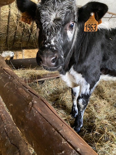 La ferme du Saichy à la Bresse