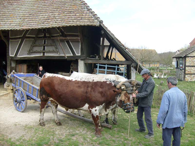 Découverte de l'Alsace et de Colmar