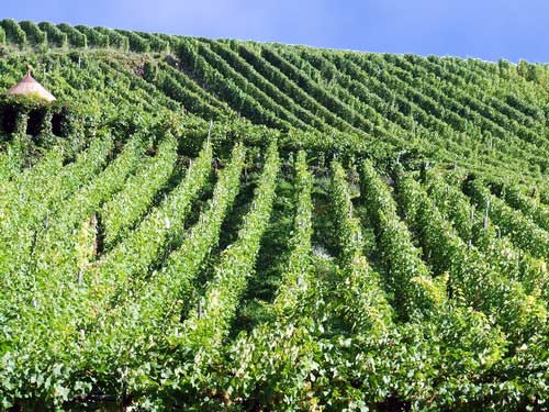 Vendange dans les vignes