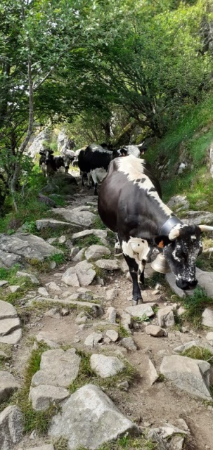 La rando, cest super dans les Vosges