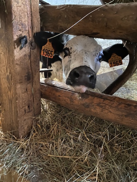 Les veaux de la ferme du Saichy à La Bresse