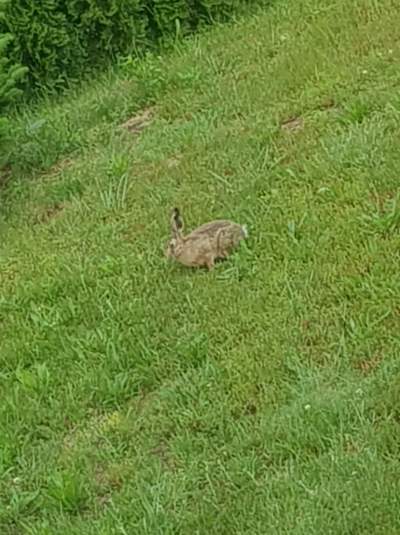 Lapin