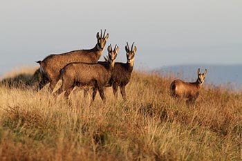 Chamois sur les Crêtes